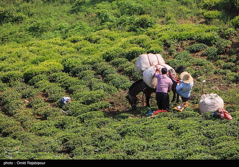 تصاویر: برداشت چای بهاره از باغات املش گیلان