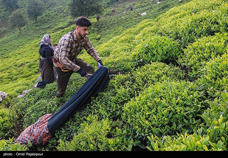 تصاویر: برداشت چای بهاره از باغات املش گیلان