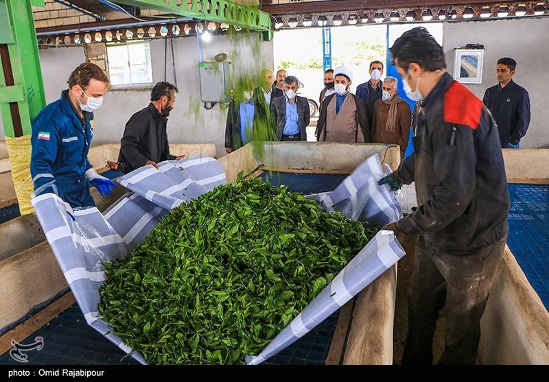 تصاویر: برداشت چای بهاره از باغات املش گیلان