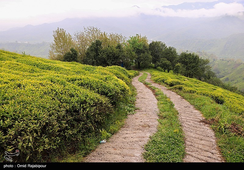 تصاویر: برداشت چای بهاره از باغات املش گیلان