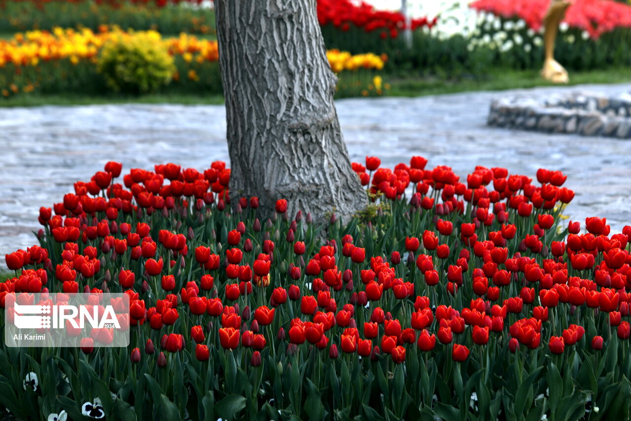 جشنواره گل&zwnj;های لاله در اراک