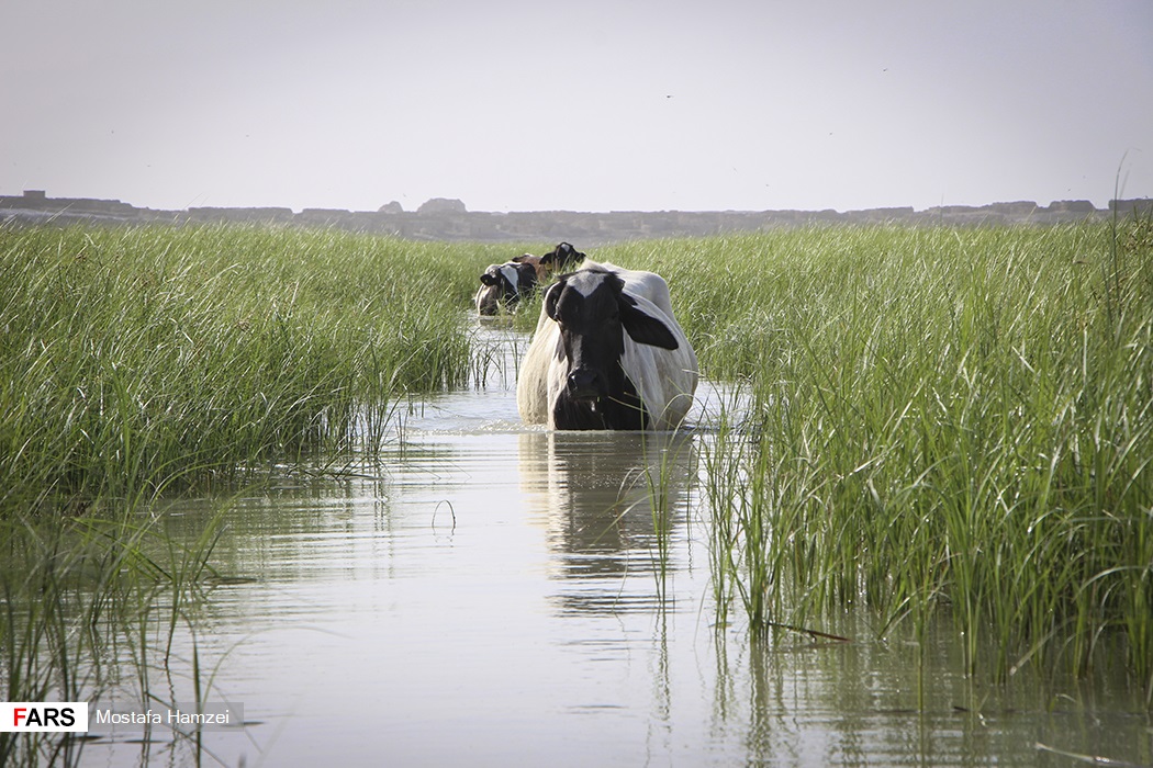 تصاویر: حالِ خوبِ &laquo;هامون&raquo;