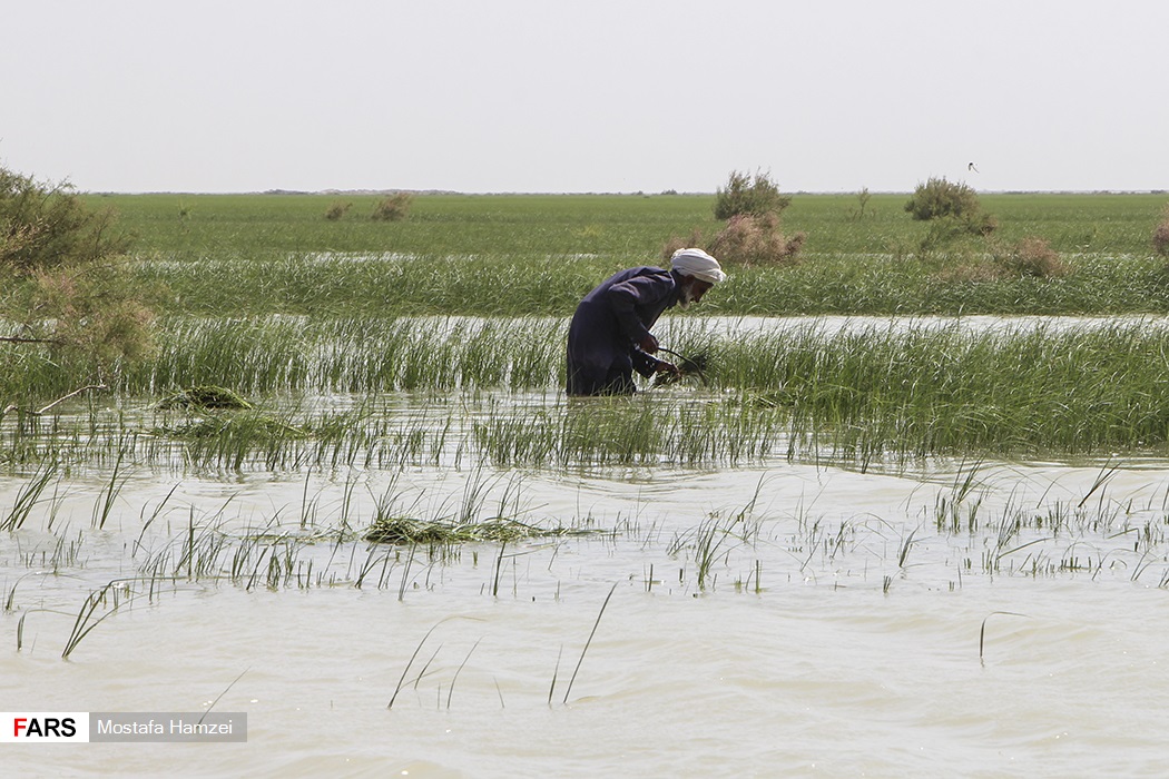 تصاویر: حالِ خوبِ &laquo;هامون&raquo;
