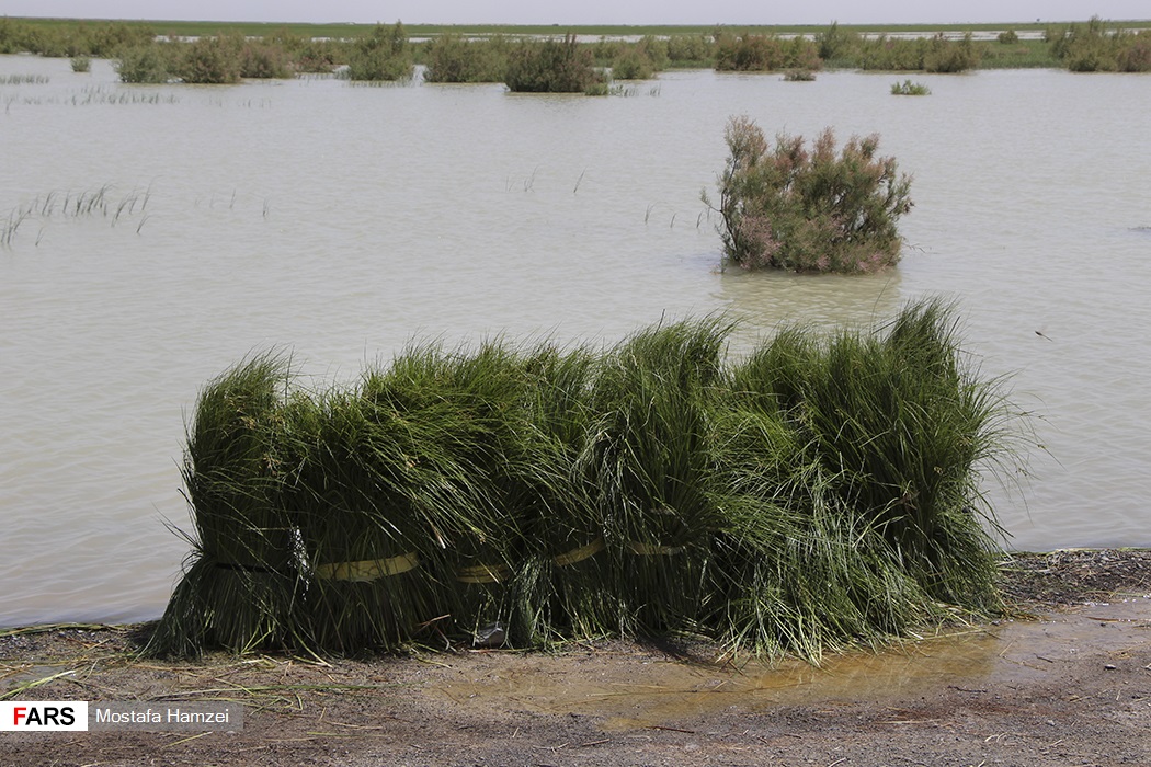 تصاویر: حالِ خوبِ &laquo;هامون&raquo;