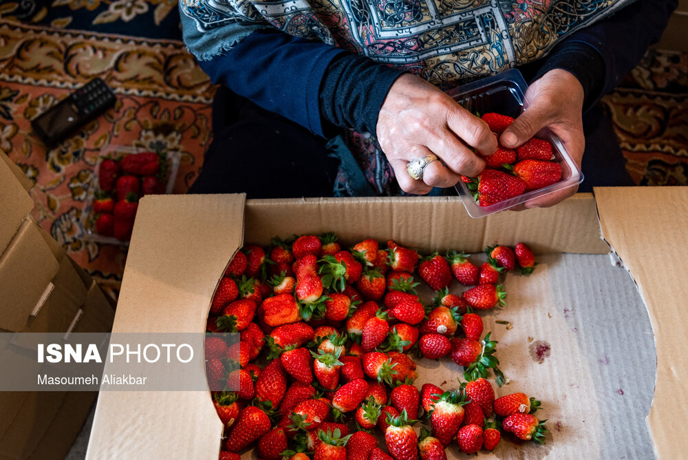 تصاویر: البرز قطب اول تولید توت فرنگی گلخانه&zwnj;ای کشور