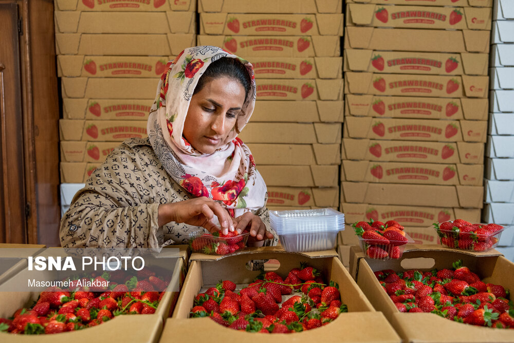 تصاویر: البرز قطب اول تولید توت فرنگی گلخانه&zwnj;ای کشور