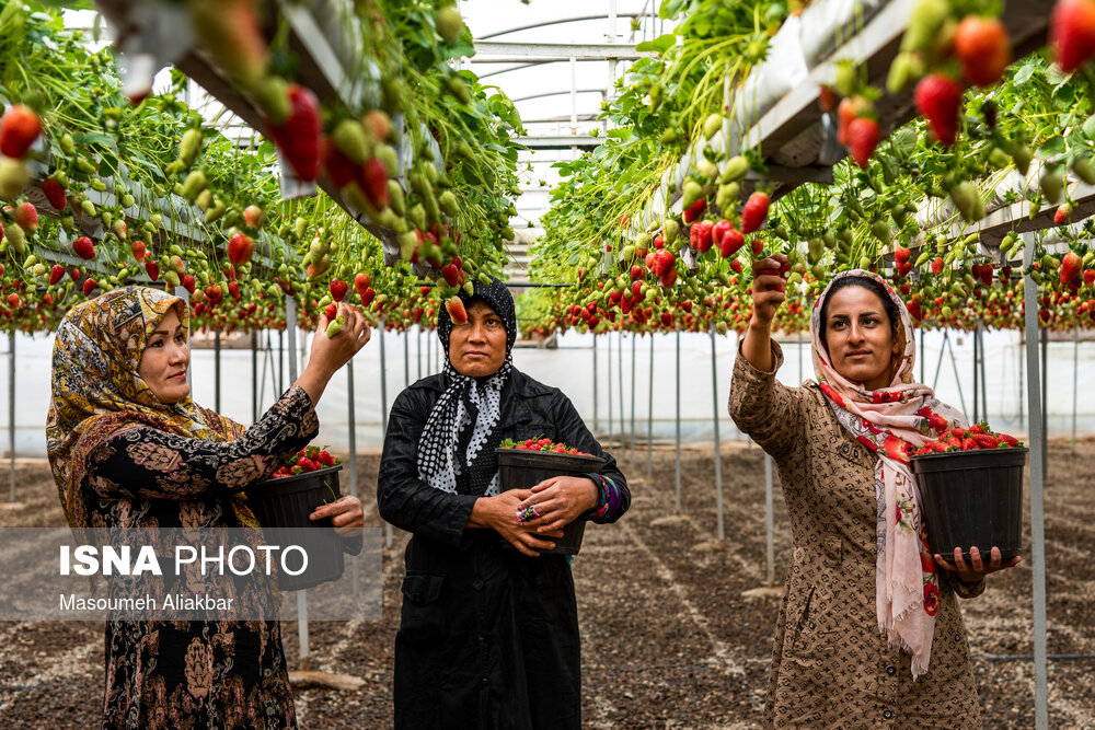 تصاویر: البرز قطب اول تولید توت فرنگی گلخانه&zwnj;ای کشور