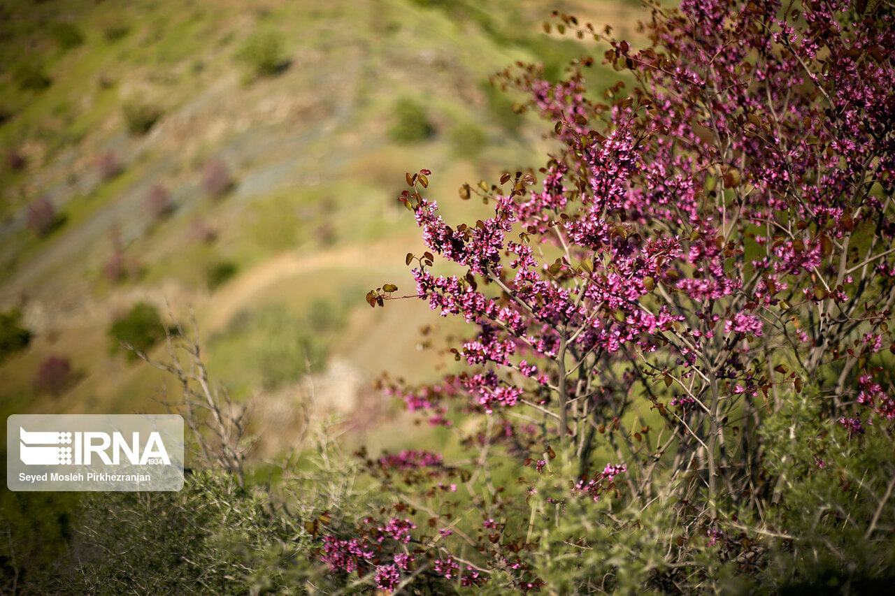 تصاویر: دره ارغوان در مسیر رودخانه سیروان