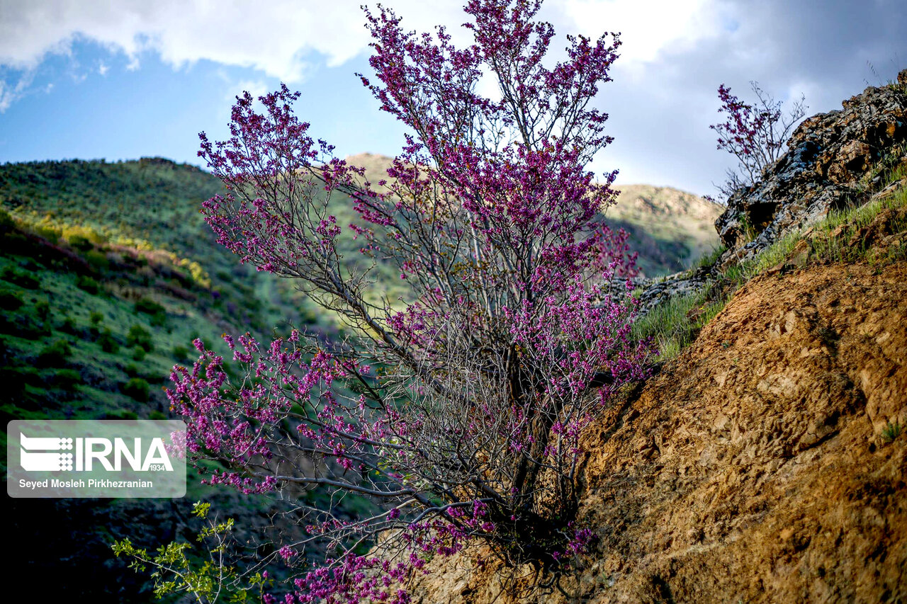 تصاویر: دره ارغوان در مسیر رودخانه سیروان
