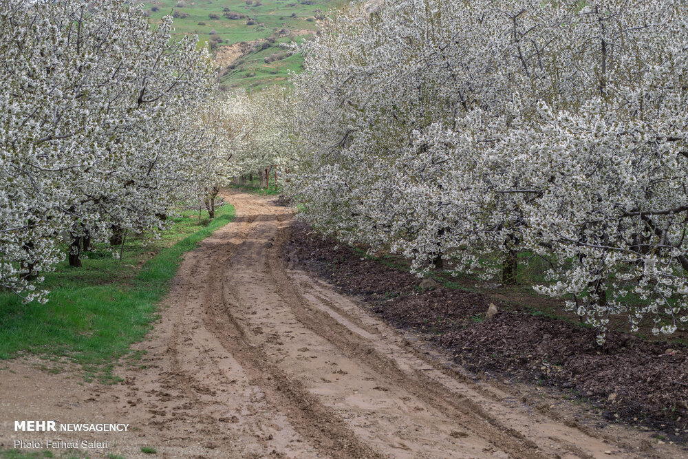 تصاویر: طبیعت الموت