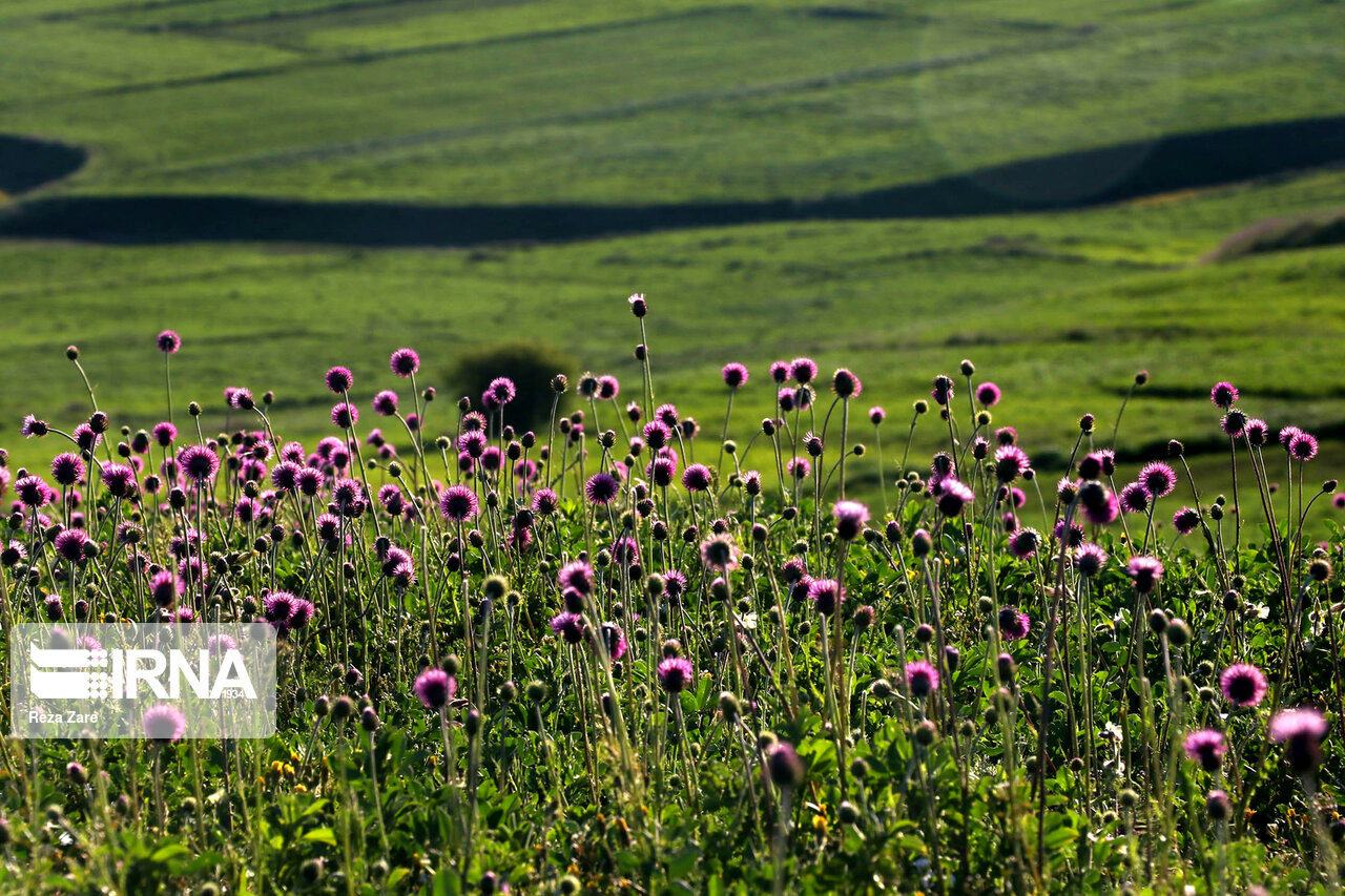 تصاویر: طیبیعت بهاری دامنه های سبلان