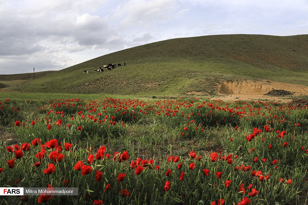 تصاویر: طبیعت فوق العاده ی ارسباران