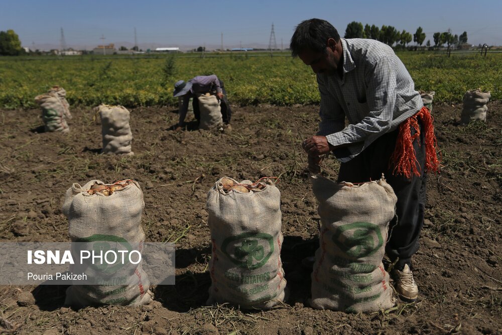 تصاویر: فصل برداشت &laquo;سیب زمینی&raquo; - همدان