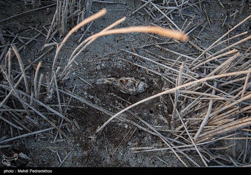 تصاویر: فاجعه زیست محیطی در تالاب شادگان
