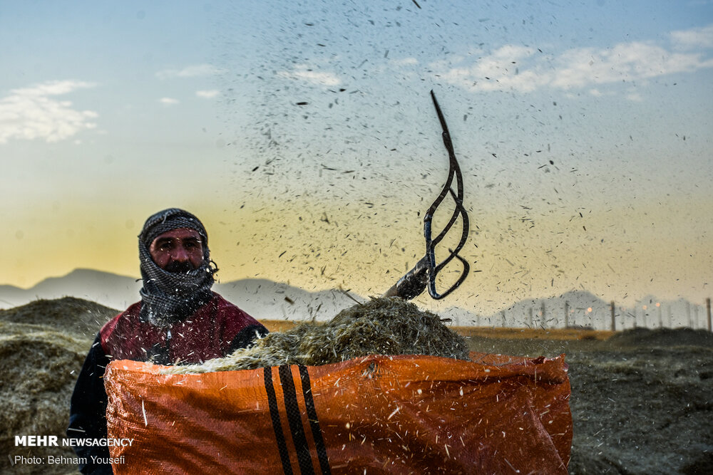 تصاویر: برداشت سنتی گندم&zwnj; در اراک