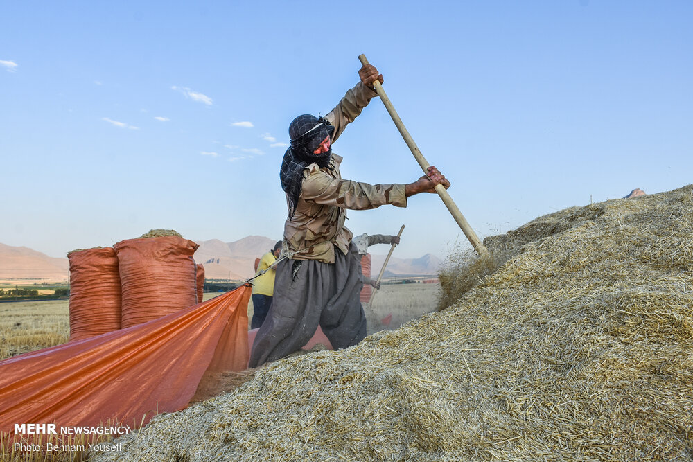 تصاویر: برداشت سنتی گندم&zwnj; در اراک