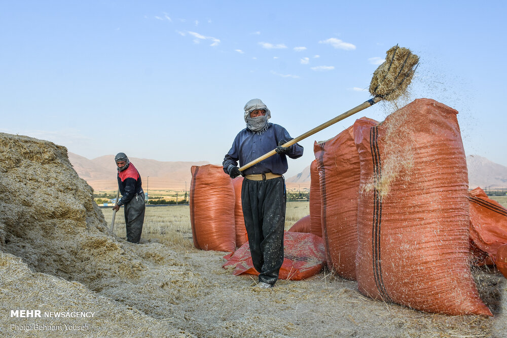 تصاویر: برداشت سنتی گندم&zwnj; در اراک