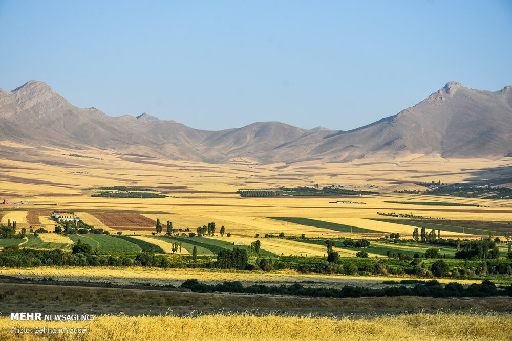 تصاویر: برداشت سنتی گندم&zwnj; در اراک