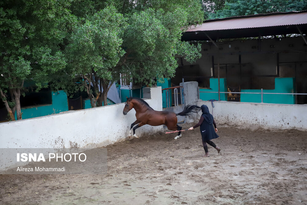 تصاویر: مشکلات پرورش و نگهداری اسب عرب