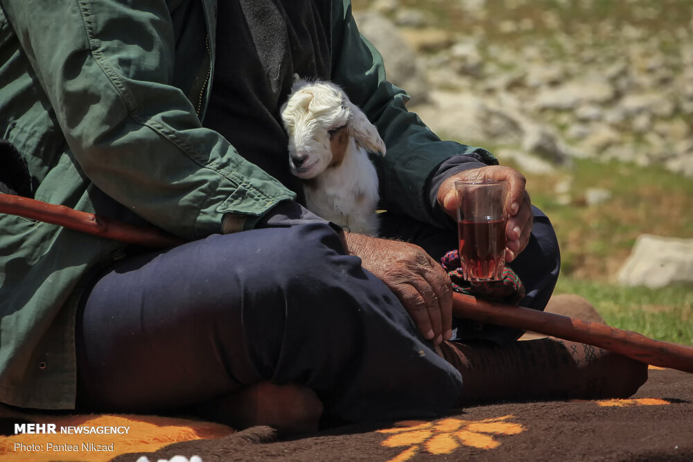 تصاویر: کوچ عشایر؛ سختی ها و زیبایی ها