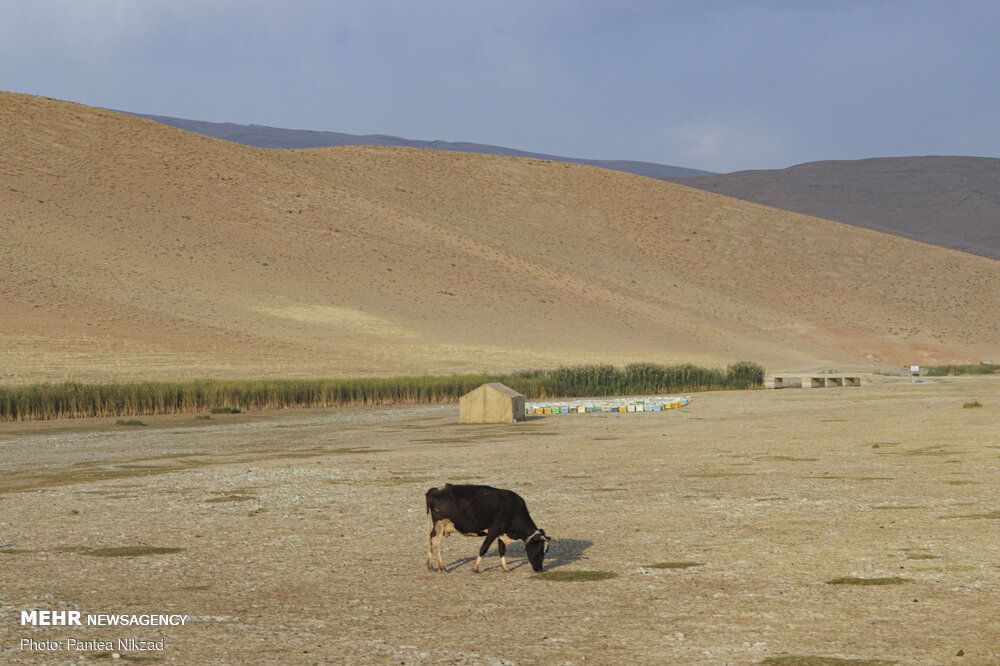 تالاب گندمان