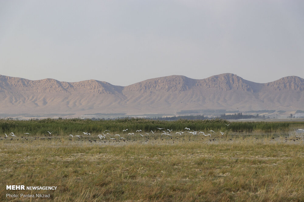 تالاب گندمان