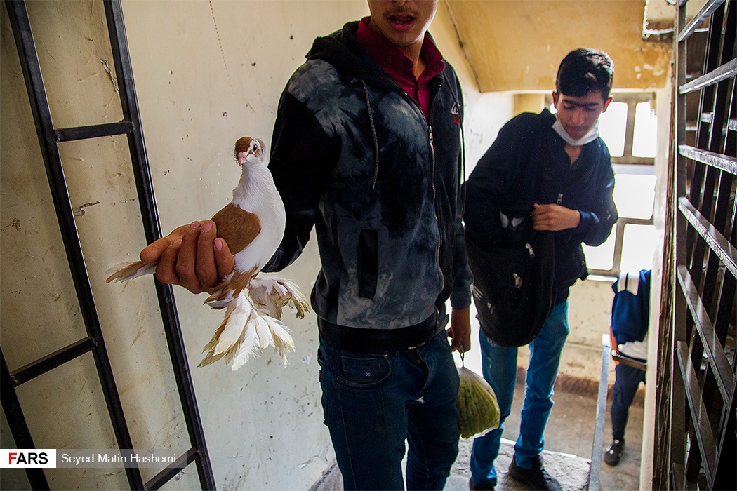 تصاویر: بازار پرنده&zwnj;های زینتی گجیل