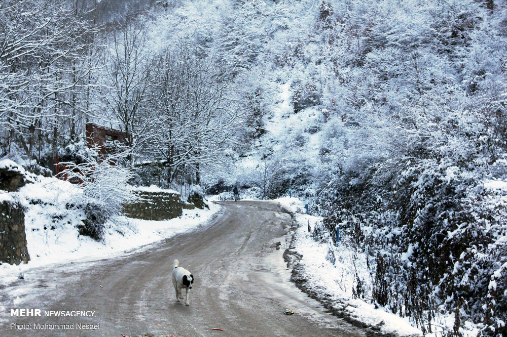 تصاویر: برف پاییزی در ارتفاعات روستای زیارت