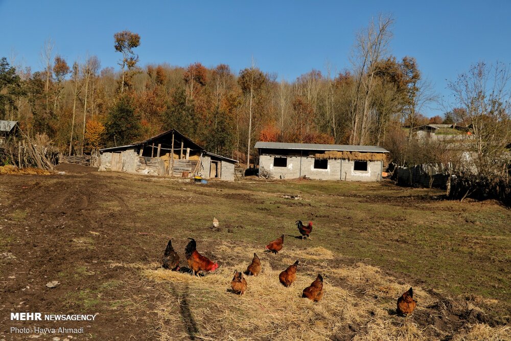 تصاویر: &laquo;خداحافظ پاییز&raquo;