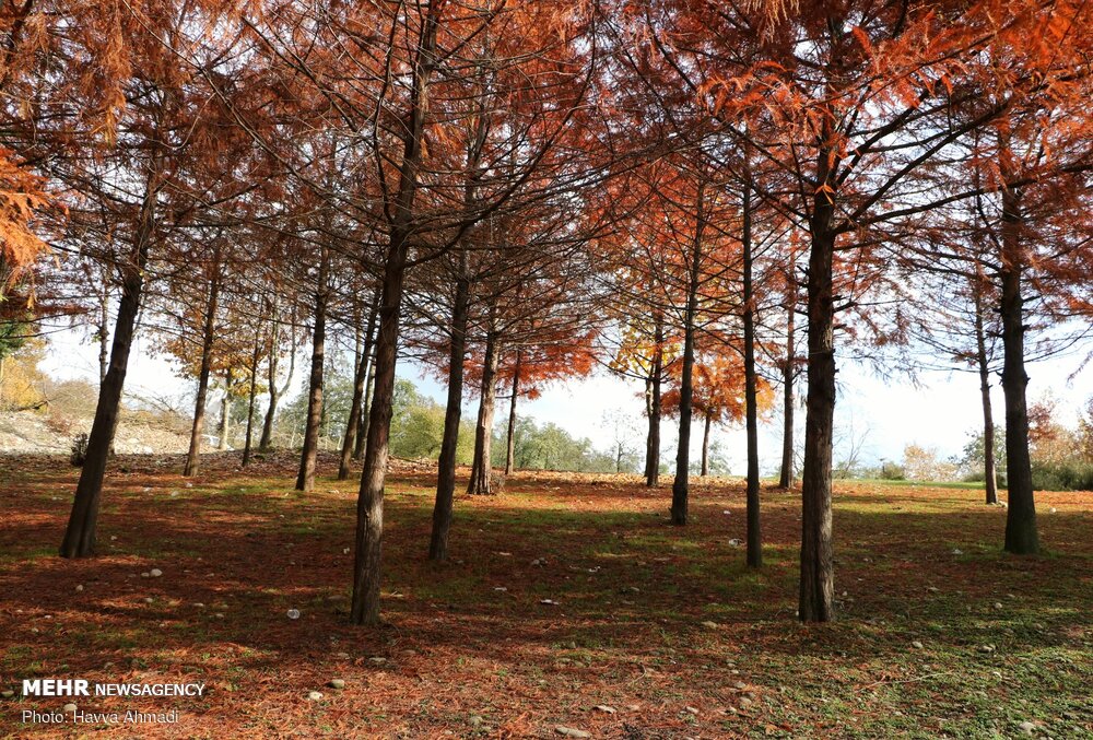 تصاویر: &laquo;خداحافظ پاییز&raquo;