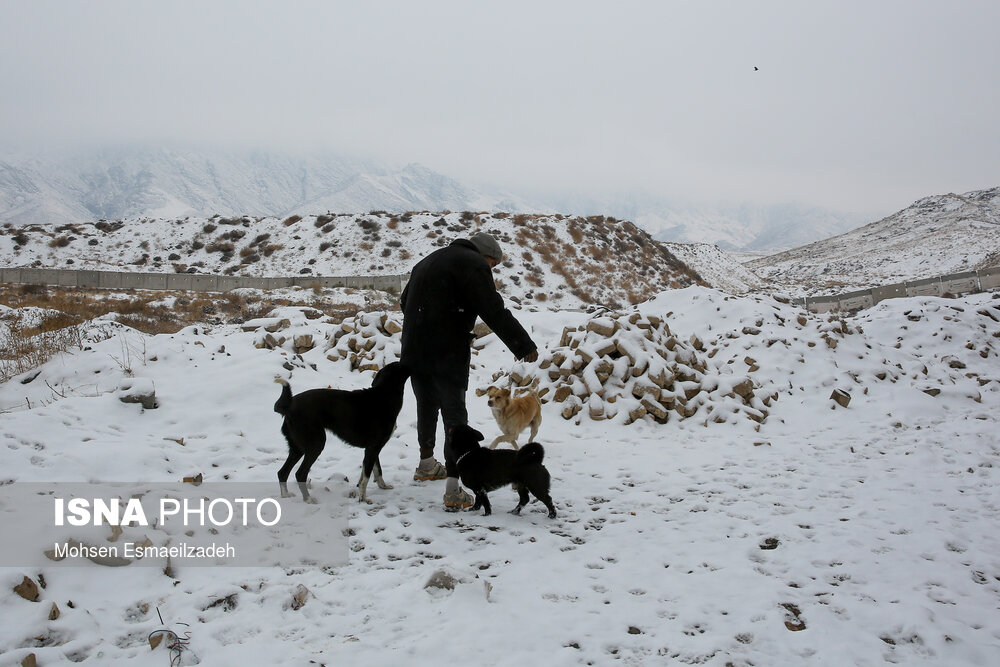 تصاویر: بارش اولین برف پاییزی در مشهد