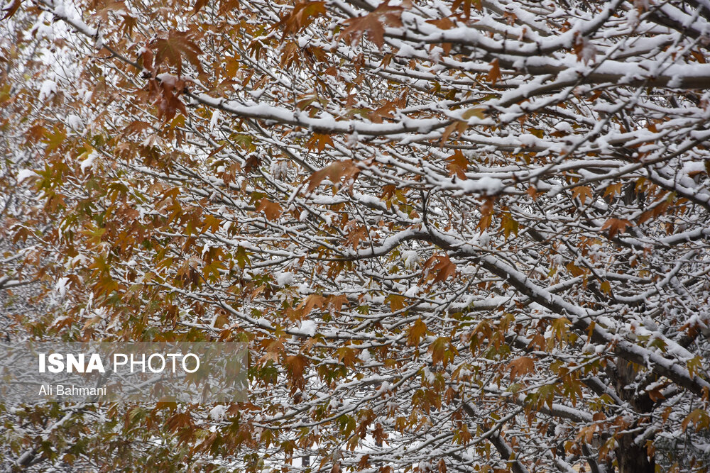تصاویر: بارش اولین برف پاییزی در مشهد