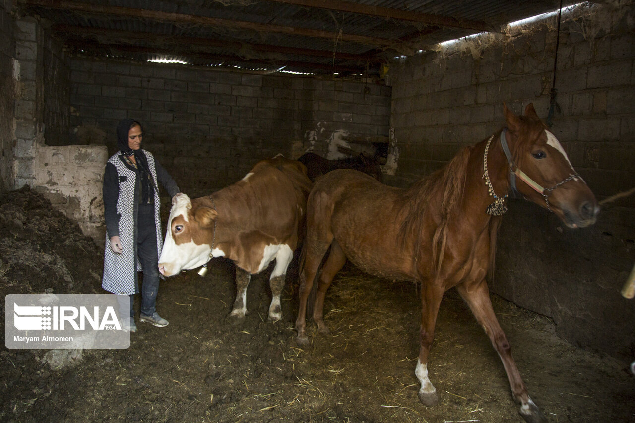 تصاویر: اسب های خانگی
