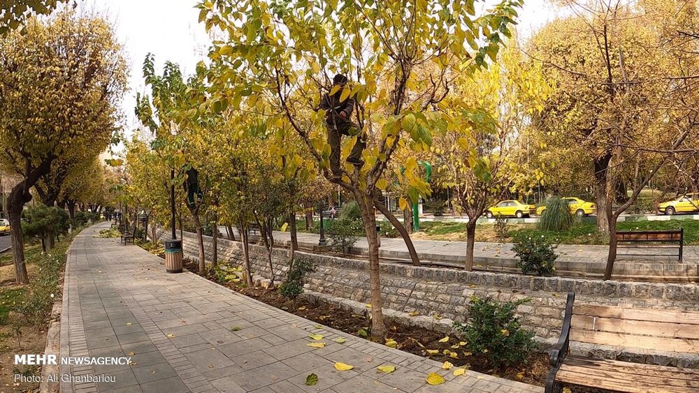 تصاویر: هرس پاییزه درختان تهران