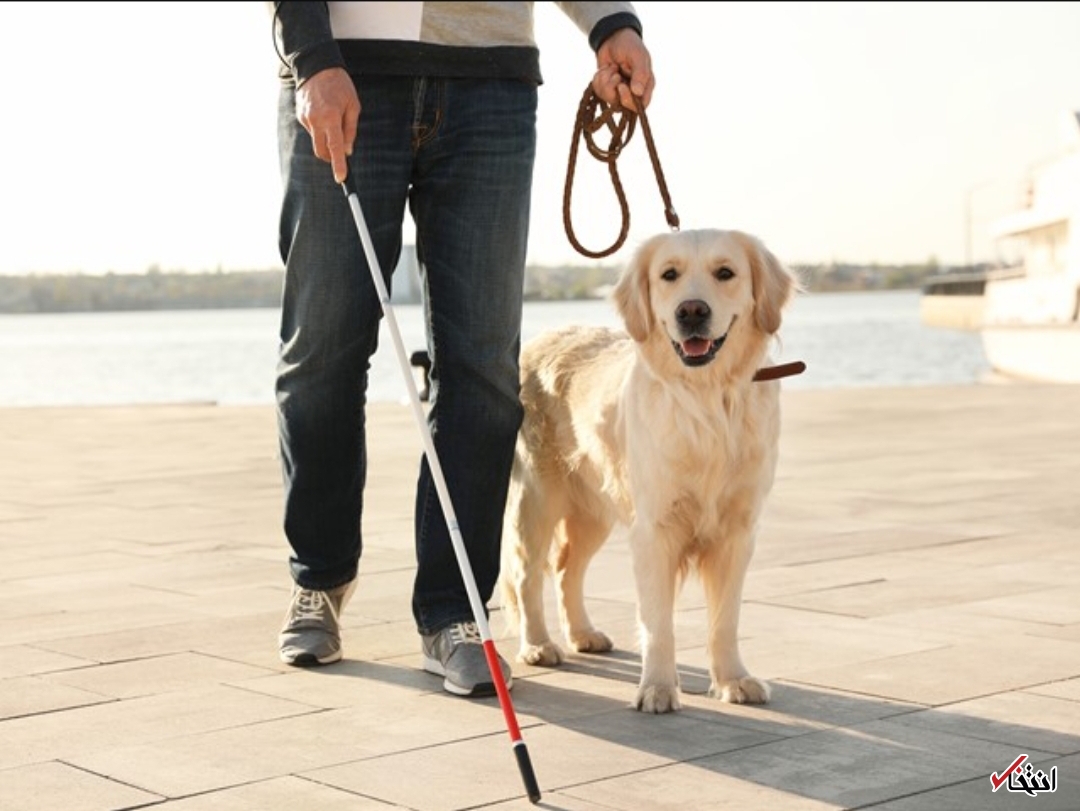 سگ رباتیک راهنما
