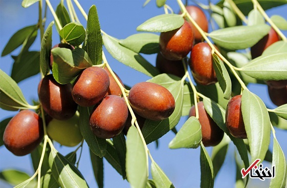 جوشانده عناب