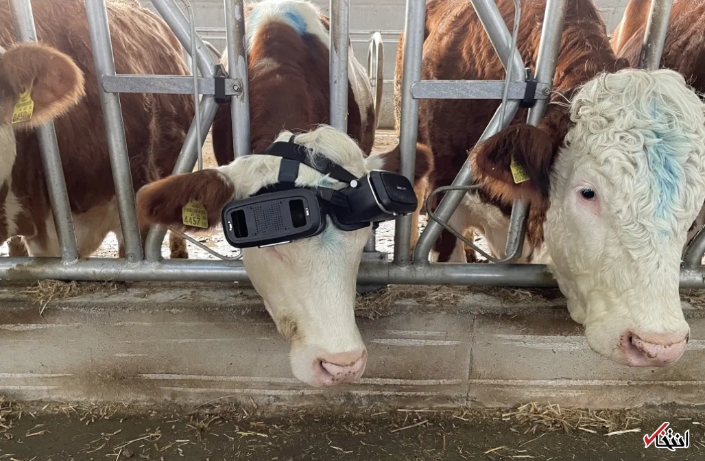 گاو&zwnj;هایی که عینک واقعیت مجازی می&zwnj;زنند!