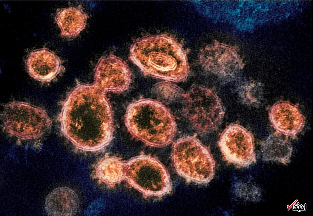 ویروس کرونا می&zwnj;تواند ماه&zwnj;ها در قلب و مغز زندگی کند