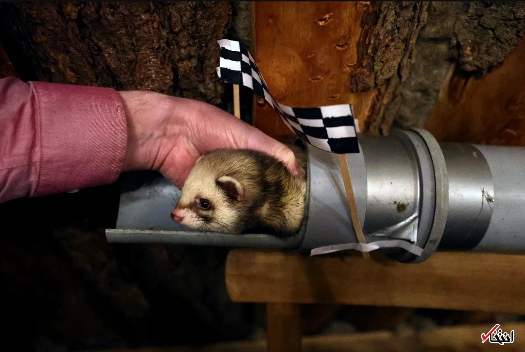 تصاویر یکی از عجیب&zwnj;ترین مسابقات جهان