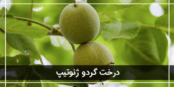 معرفی 3 نهال گردو پیوندی پرسود ایران