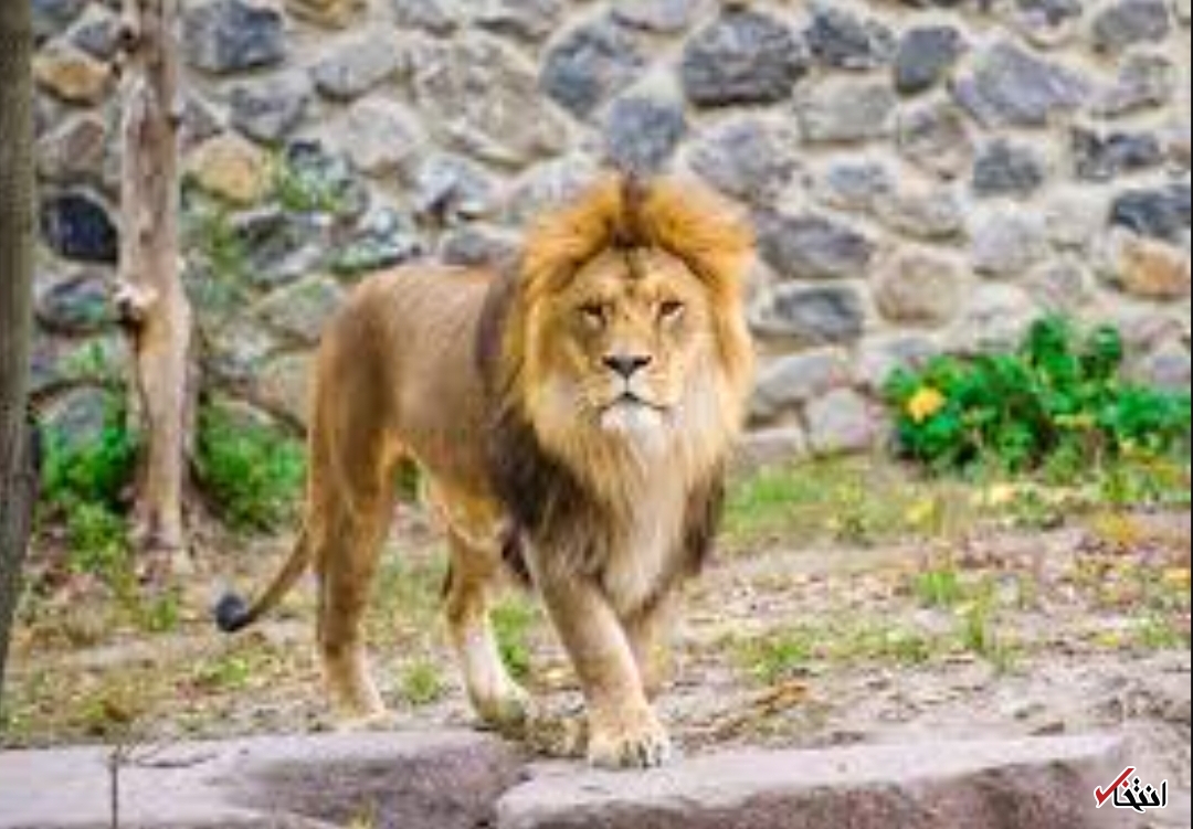 کارمندان باغ وحش