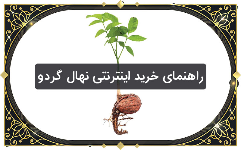 راهنمای خرید اینترنتی نهال گردو در تابستان 1400