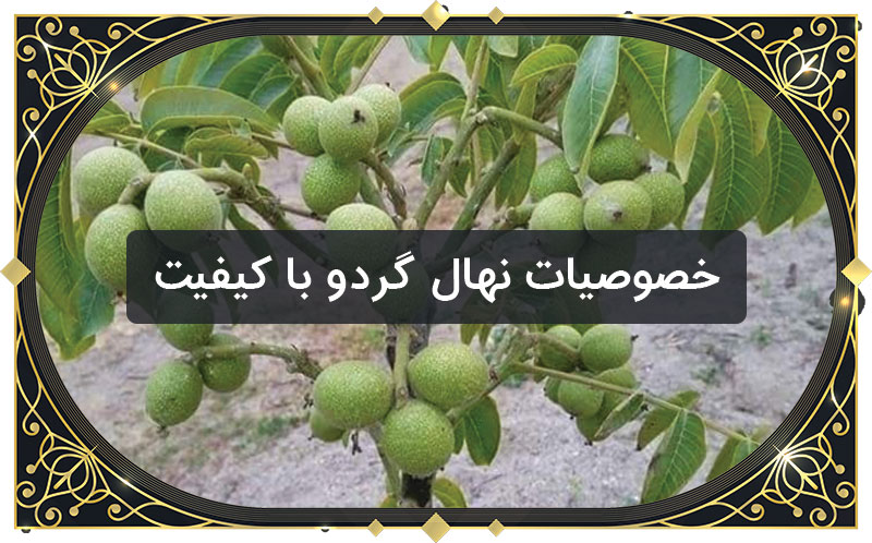 راهنمای خرید اینترنتی نهال گردو در تابستان 1400