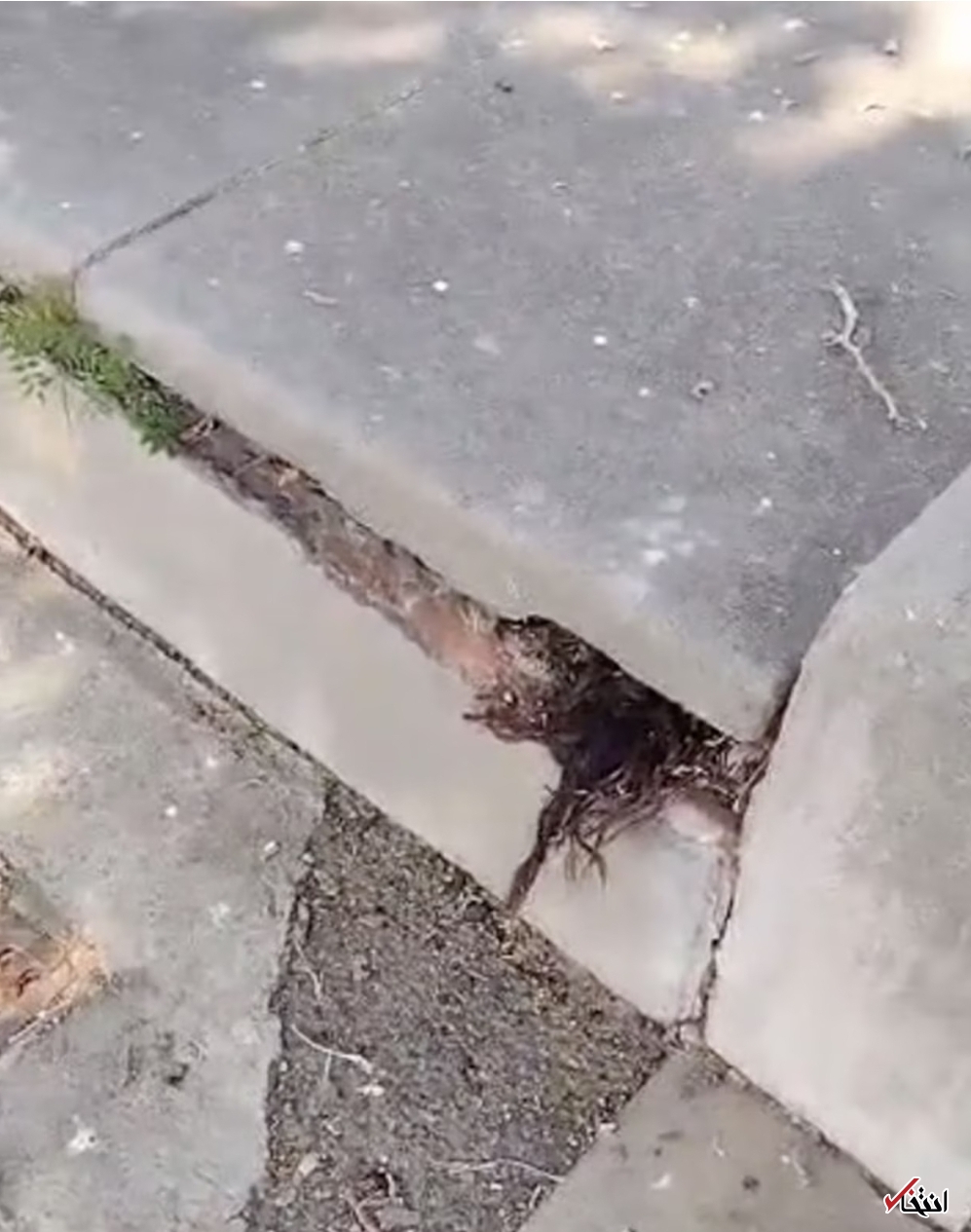 برخورد ترسناک با مو&zwnj;هایی که از قبری قدیمی بیرون زده اند