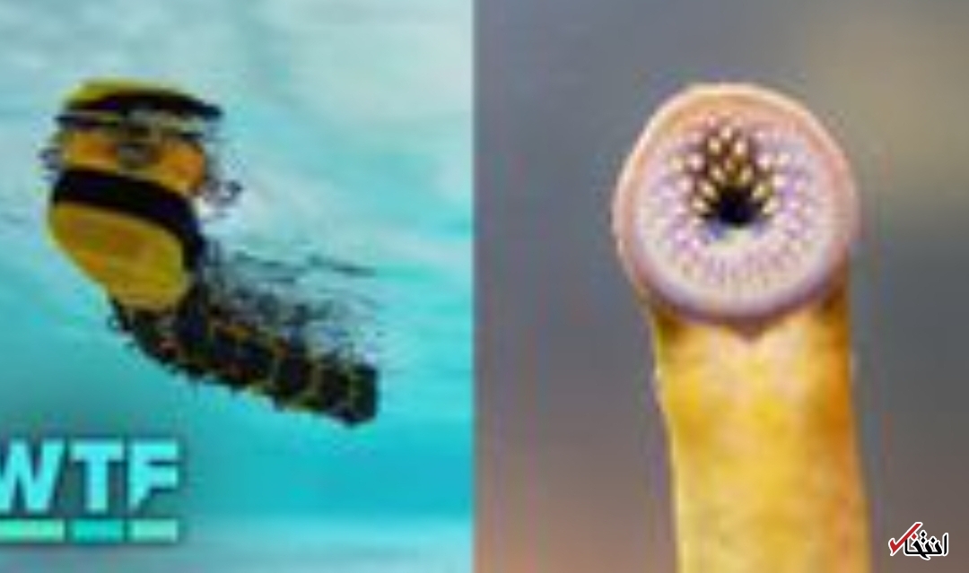 ساخت ربات شناگر با الهام از ماهیان انگلی ۴۰۰ میلیون ساله