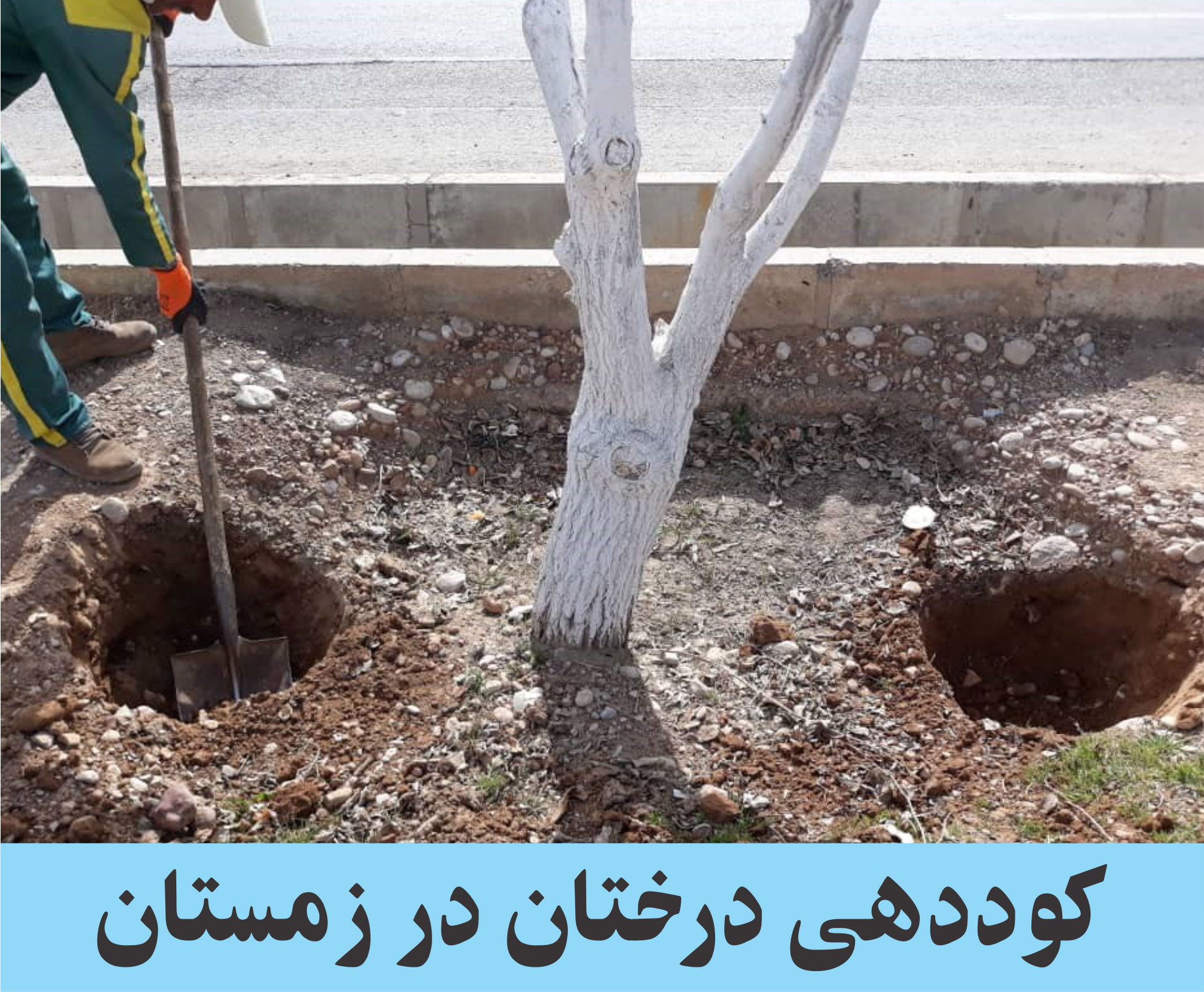 آیا درختان در زمستان نیاز به تغذیه دارند؟ چالکود چیست؟ آیا درختان در زمستان نیاز به تغذیه دارند؟ چالکود چیست؟