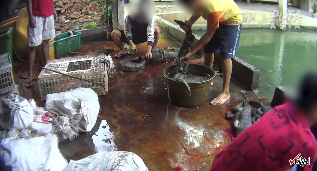 کشتار بی رحمانه حیوانات در برند&zwnj;های مشهور جهان/ پشت پرده&zwnj;ای خونبار از تولیدات لاکچری&nbsp; پوشاک