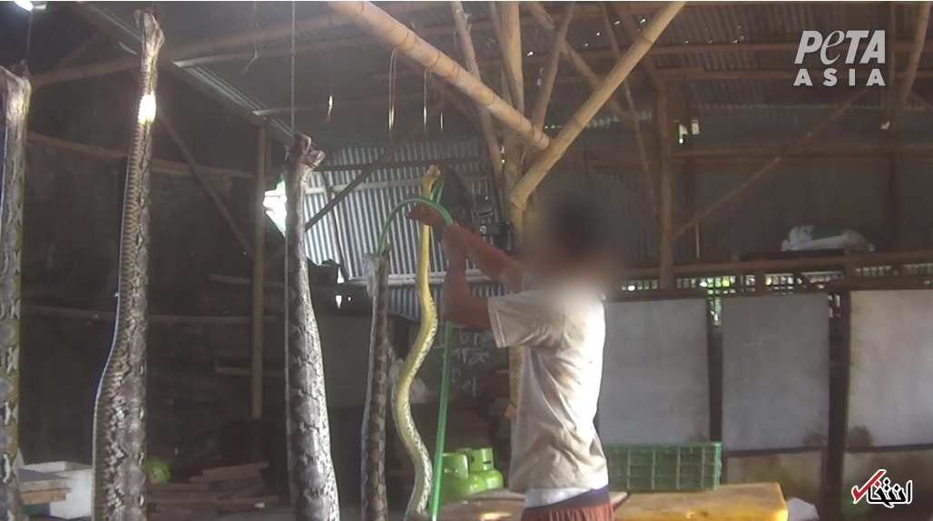 کشتار بی رحمانه حیوانات در برند&zwnj;های مشهور جهان/ پشت پرده&zwnj;ای خونبار از تولیدات لاکچری&nbsp; پوشاک