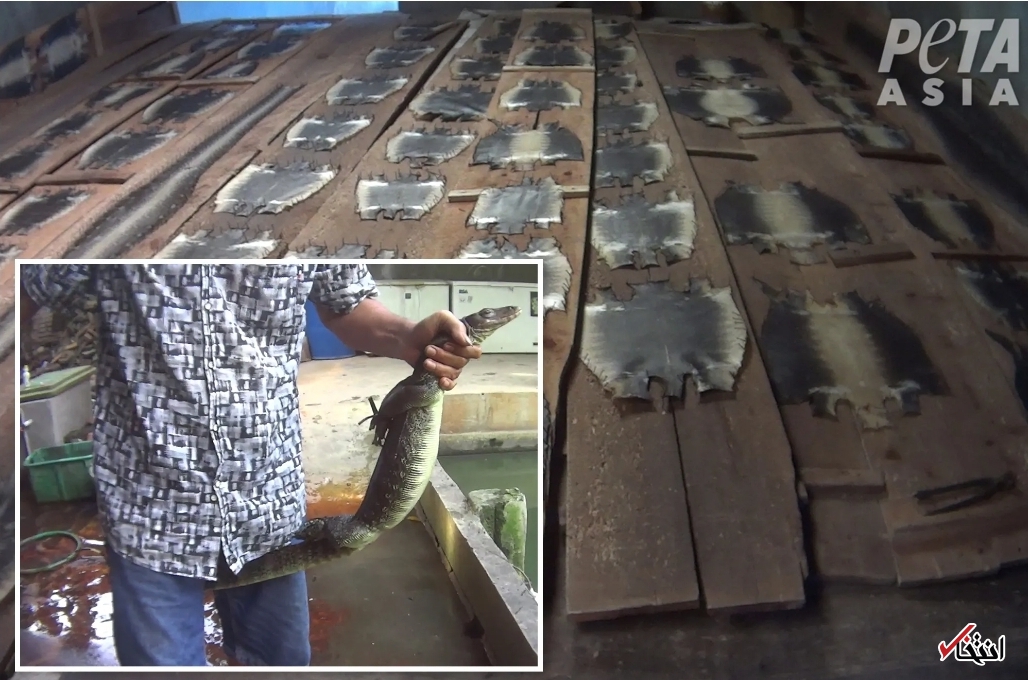 کشتار بی رحمانه حیوانات در برند&zwnj;های مشهور جهان/ پشت پرده&zwnj;ای خونبار از تولیدات لاکچری&nbsp; پوشاک