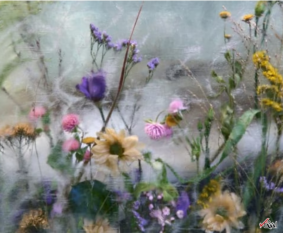 اقامت در هتل یخی با جادوی عطر گیاهان معطر+تصاویر